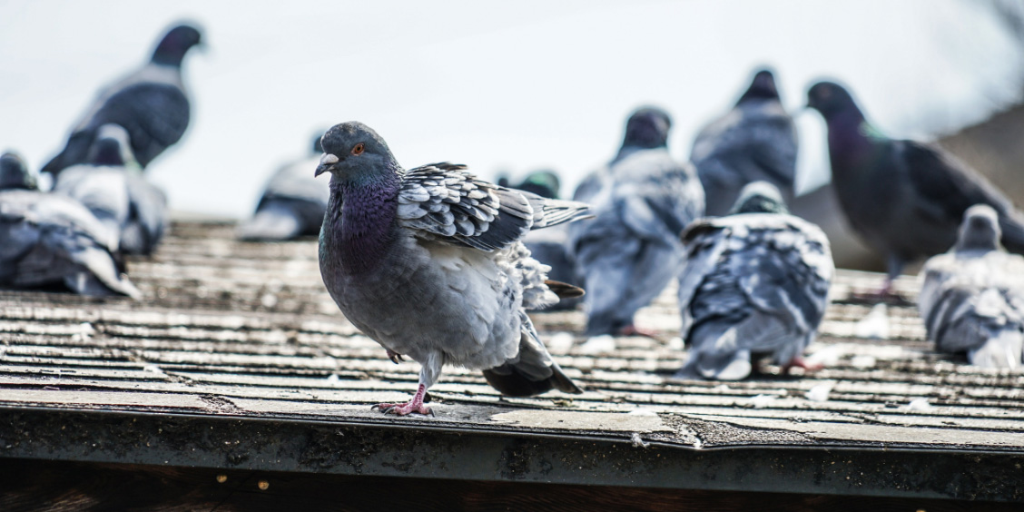 Pigeon Problems at Hotels and Commercial Buildings: Health Risks and Professional Solutions