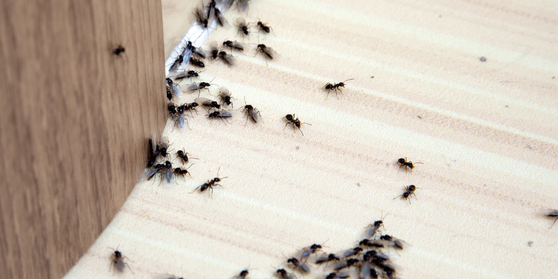 Ant Pest Control for Homes and Businesses: When It’s Time to Call a Professional