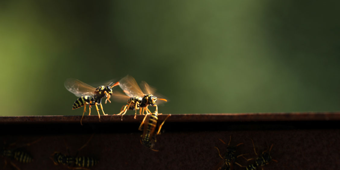 Seasonal Pest Control: What Homeowners Should Watch for Each Season