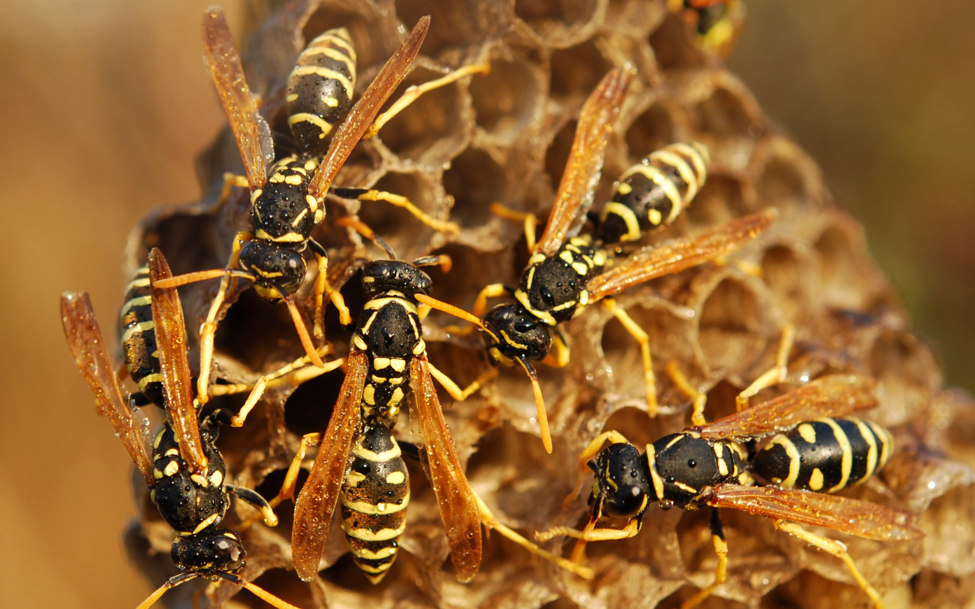 Wasp Nest Removal in Victoria: When to Call a Professional