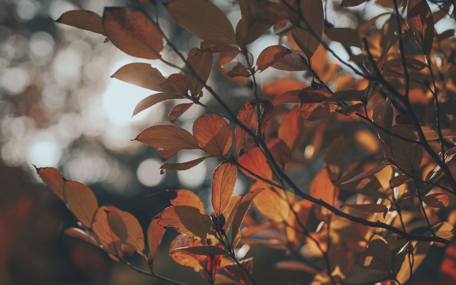 How Changing Weather Triggers Pest Movement in Victoria