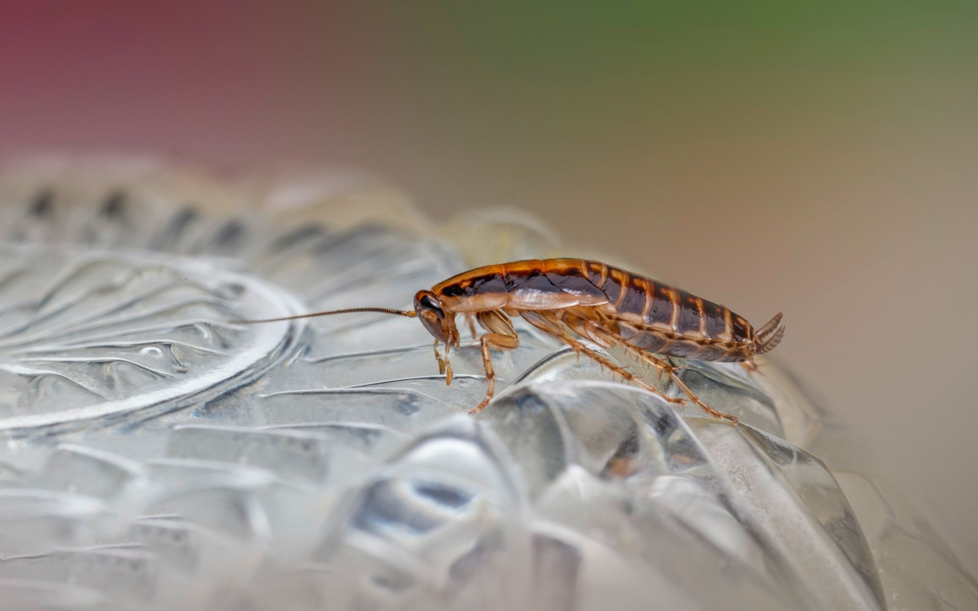 Are Cockroaches Still Active in Autumn? What Victorian Property Owners Need to Know